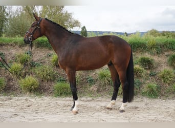 Hannoveriano, Caballo castrado, 3 años, 170 cm, Castaño