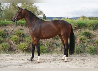 Hannoveriano, Caballo castrado, 3 años, 170 cm, Castaño