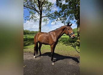 Hannoveriano, Caballo castrado, 3 años, 170 cm, Castaño