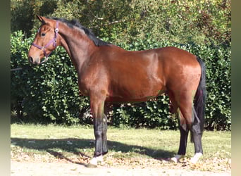 Hannoveriano, Caballo castrado, 3 años, 170 cm, Castaño