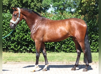 Hannoveriano, Caballo castrado, 3 años, 170 cm, Castaño