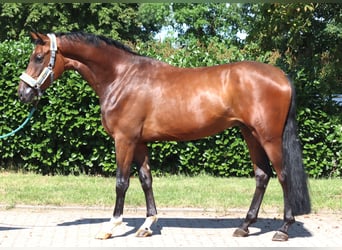 Hannoveriano, Caballo castrado, 3 años, 170 cm, Castaño