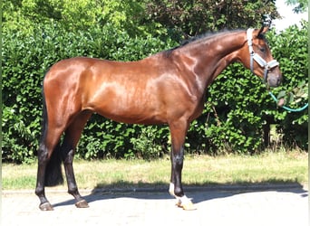 Hannoveriano, Caballo castrado, 3 años, 170 cm, Castaño