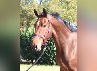 Hannoveriano, Caballo castrado, 3 años, 170 cm, Castaño