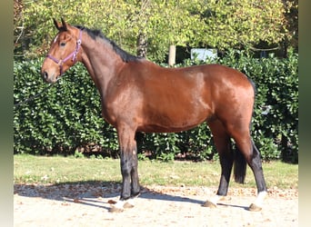 Hannoveriano, Caballo castrado, 3 años, 170 cm, Castaño