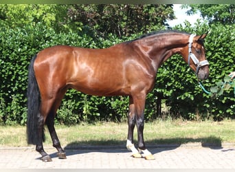 Hannoveriano, Caballo castrado, 3 años, 170 cm, Castaño