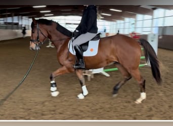 Hannoveriano, Caballo castrado, 3 años, 170 cm, Castaño