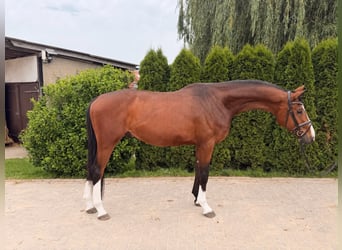 Hannoveriano, Caballo castrado, 3 años, 170 cm, Castaño