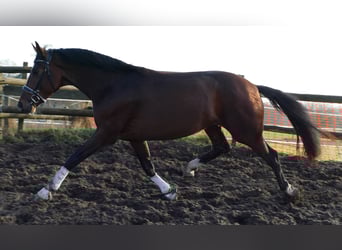 Hannoveriano, Caballo castrado, 3 años, 170 cm, Castaño