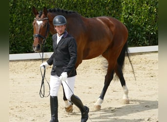 Hannoveriano, Caballo castrado, 3 años, 170 cm, Castaño
