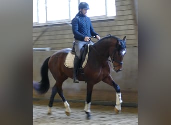 Hannoveriano, Caballo castrado, 3 años, 170 cm, Castaño