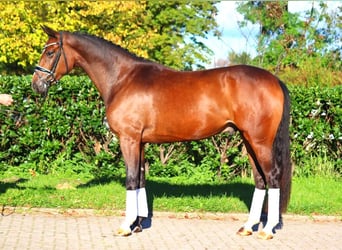 Hannoveriano, Caballo castrado, 3 años, 170 cm, Castaño