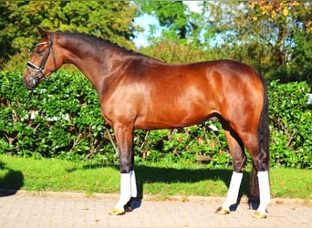 Hannoveriano, Caballo castrado, 3 años, 170 cm, Castaño