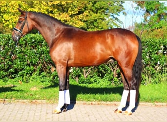 Hannoveriano, Caballo castrado, 3 años, 170 cm, Castaño