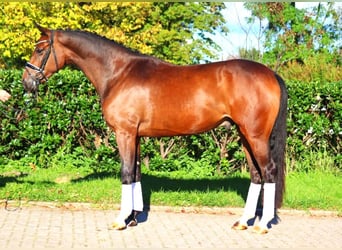 Hannoveriano, Caballo castrado, 3 años, 170 cm, Castaño