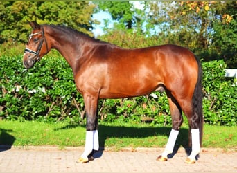 Hannoveriano, Caballo castrado, 3 años, 170 cm, Castaño