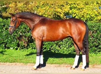 Hannoveriano, Caballo castrado, 3 años, 170 cm, Castaño