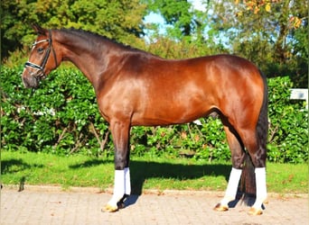 Hannoveriano, Caballo castrado, 3 años, 170 cm, Castaño