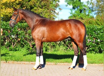 Hannoveriano, Caballo castrado, 3 años, 170 cm, Castaño