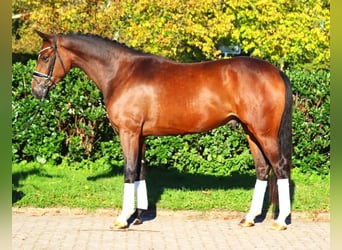 Hannoveriano, Caballo castrado, 3 años, 170 cm, Castaño