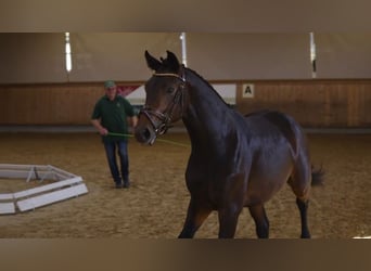 Hannoveriano, Caballo castrado, 3 años, 170 cm, Castaño