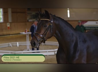 Hannoveriano, Caballo castrado, 3 años, 170 cm, Castaño