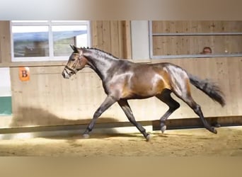 Hannoveriano, Caballo castrado, 3 años, 170 cm, Castaño