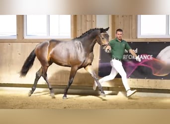 Hannoveriano, Caballo castrado, 3 años, 170 cm, Castaño