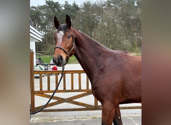 Hannoveriano, Caballo castrado, 3 años, 170 cm, Castaño