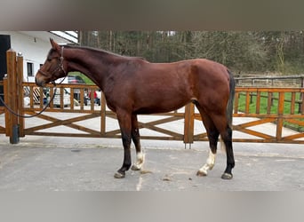 Hannoveriano, Caballo castrado, 3 años, 170 cm, Castaño