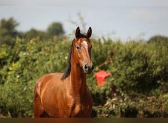 Hannoveriano, Caballo castrado, 3 años, 170 cm, Castaño