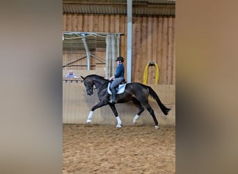 Hannoveriano, Caballo castrado, 3 años, 170 cm, Castaño oscuro