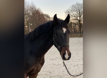 Hannoveriano, Caballo castrado, 3 años, 170 cm, Castaño oscuro