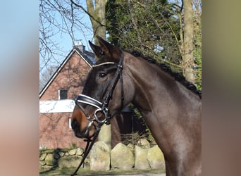 Hannoveriano, Caballo castrado, 3 años, 170 cm, Castaño oscuro