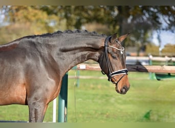 Hannoveriano, Caballo castrado, 3 años, 170 cm, Castaño oscuro