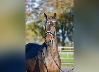 Hannoveriano, Caballo castrado, 3 años, 170 cm, Castaño oscuro