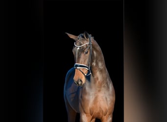 Hannoveriano, Caballo castrado, 3 años, 170 cm, Castaño oscuro