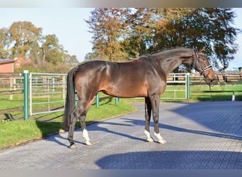 Hannoveriano, Caballo castrado, 3 años, 170 cm, Castaño oscuro