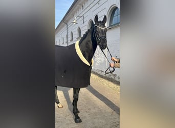 Hannoveriano, Caballo castrado, 3 años, 170 cm, Morcillo