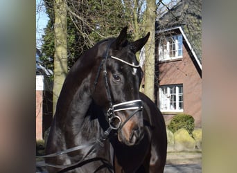 Hannoveriano, Caballo castrado, 3 años, 170 cm, Morcillo