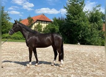 Hannoveriano, Caballo castrado, 3 años, 170 cm, Negro