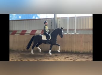 Hannoveriano, Caballo castrado, 3 años, 170 cm, Negro