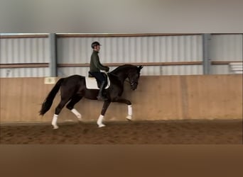 Hannoveriano, Caballo castrado, 3 años, 170 cm, Negro