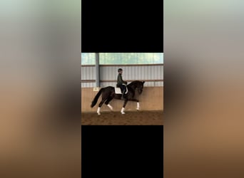 Hannoveriano, Caballo castrado, 3 años, 170 cm, Negro