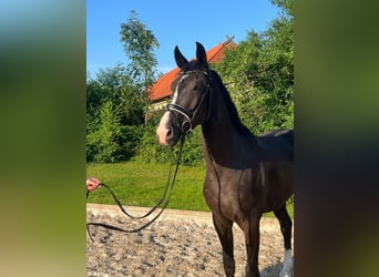 Hannoveriano, Caballo castrado, 3 años, 170 cm, Negro