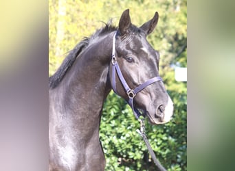 Hannoveriano, Caballo castrado, 3 años, 170 cm, Negro