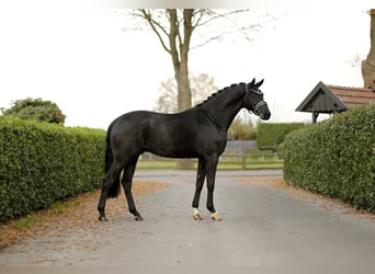 Hannoveriano, Caballo castrado, 3 años, 170 cm, Negro