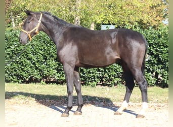 Hannoveriano, Caballo castrado, 3 años, 170 cm, Negro