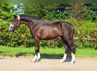 Hannoveriano, Caballo castrado, 3 años, 170 cm, Negro