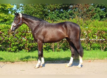 Hannoveriano, Caballo castrado, 3 años, 170 cm, Negro